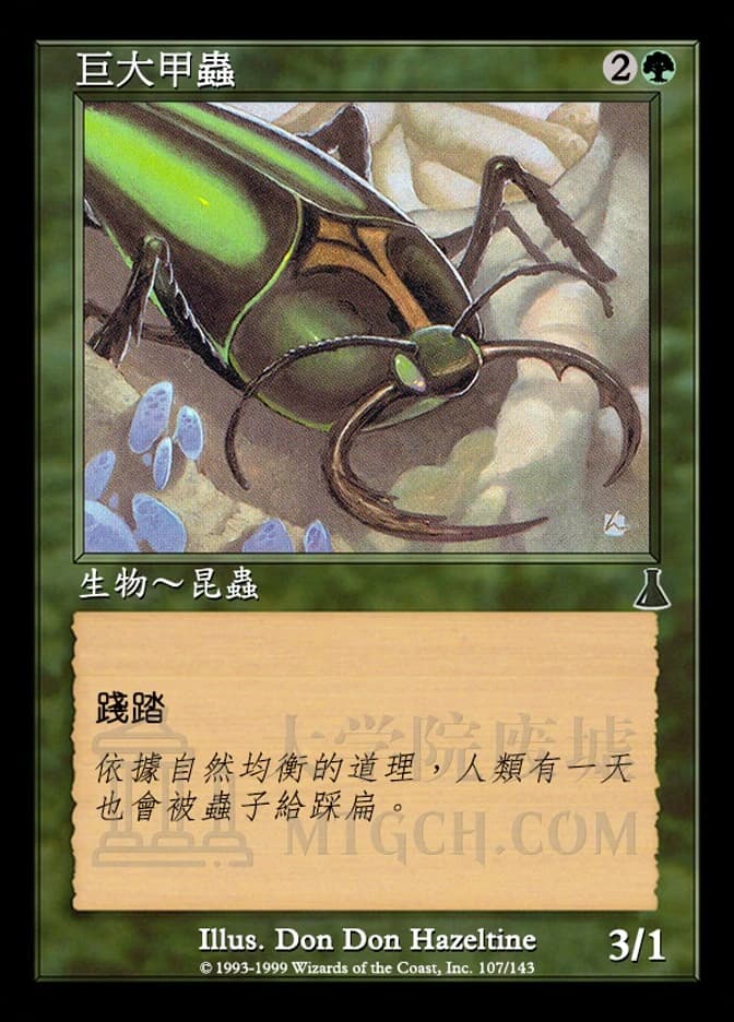 Goliath Beetle