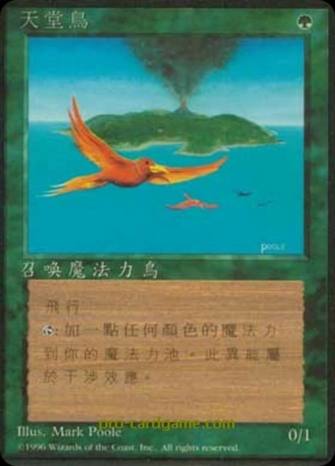Birds of Paradise